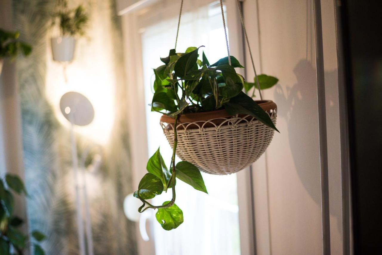 Apartmán Avocado